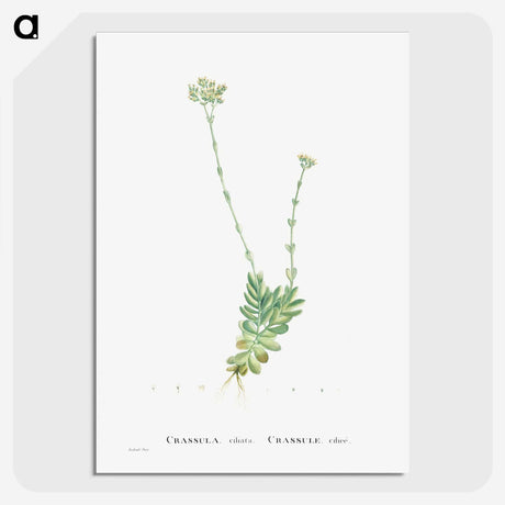 1-59_Histoire-des-Plantes-Grasses_picture-crop