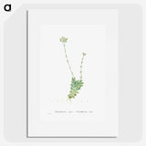 1-59_Histoire-des-Plantes-Grasses_picture