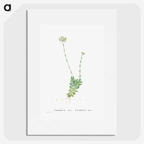 1-59_Histoire-des-Plantes-Grasses_picture