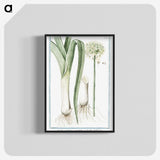 1-59_Hortus-Romanus-Botanical-Plates_blk-crop