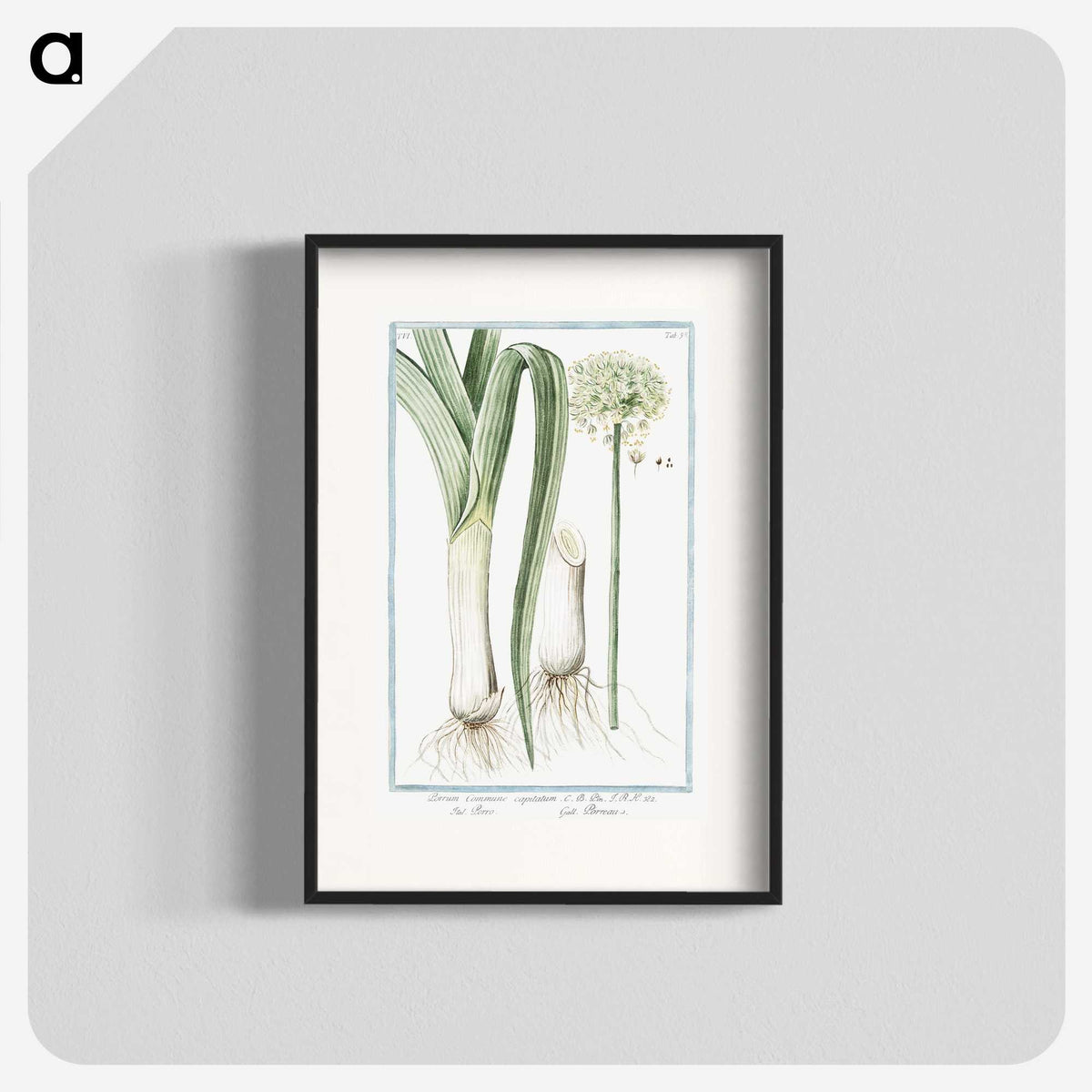 1-59_Hortus-Romanus-Botanical-Plates_blk