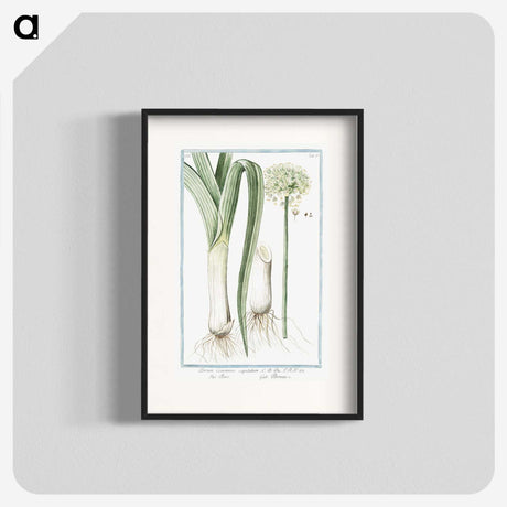 1-59_Hortus-Romanus-Botanical-Plates_blk