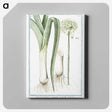 1-59_Hortus-Romanus-Botanical-Plates_canvas