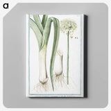 1-59_Hortus-Romanus-Botanical-Plates_canvas