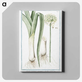 1-59_Hortus-Romanus-Botanical-Plates_canvas