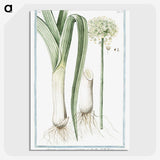 1-59_Hortus-Romanus-Botanical-Plates_picture-crop