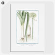 1-59_Hortus-Romanus-Botanical-Plates_picture