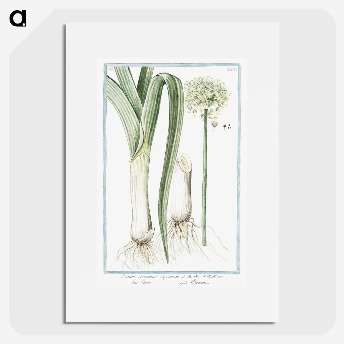 1-59_Hortus-Romanus-Botanical-Plates_picture