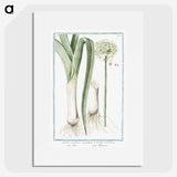 1-59_Hortus-Romanus-Botanical-Plates_picture