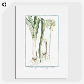 1-59_Hortus-Romanus-Botanical-Plates_picture