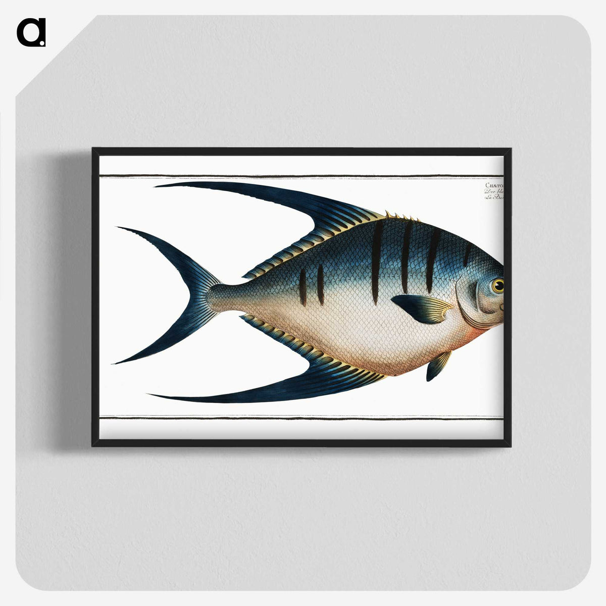 1-59_Ichtyologie-ou-Histoire-naturelle_blk-crop