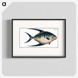 1-59_Ichtyologie-ou-Histoire-naturelle_blk
