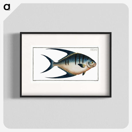 1-59_Ichtyologie-ou-Histoire-naturelle_blk
