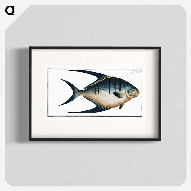 1-59_Ichtyologie-ou-Histoire-naturelle_blk