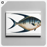 1-59_Ichtyologie-ou-Histoire-naturelle_canvas