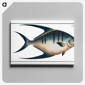 1-59_Ichtyologie-ou-Histoire-naturelle_canvas