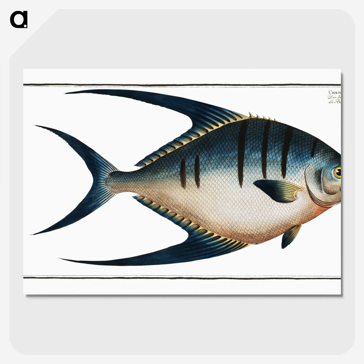 1-59_Ichtyologie-ou-Histoire-naturelle_picture-crop