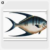 1-59_Ichtyologie-ou-Histoire-naturelle_picture-crop