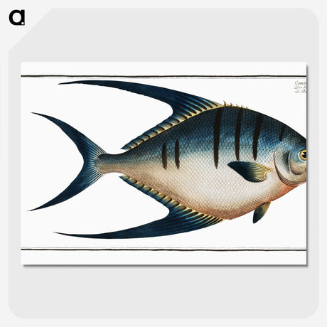 1-59_Ichtyologie-ou-Histoire-naturelle_picture-crop