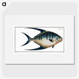 1-59_Ichtyologie-ou-Histoire-naturelle_picture