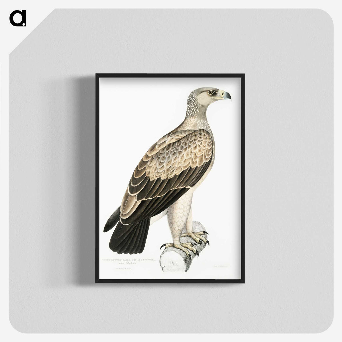 1-59_Indian-Zoology_blk-crop