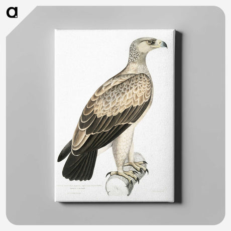 1-59_Indian-Zoology_canvas