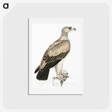 1-59_Indian-Zoology_hagaki