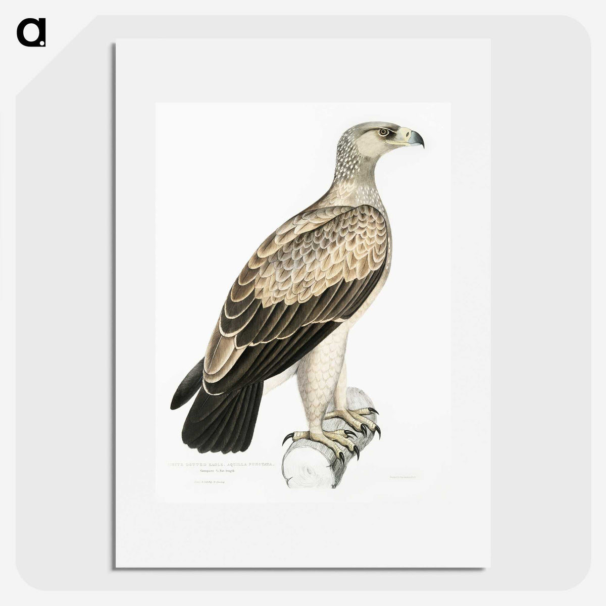 1-59_Indian-Zoology_picture