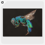 1-59_Insects-Unlocked-Project_picture-crop