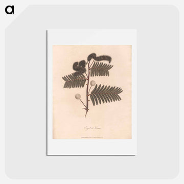 Ergett el Krome
 - ジェームス ヒース Postcard.