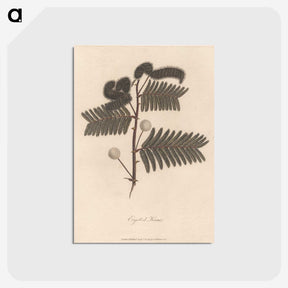 1-59_James-Heath_postcard