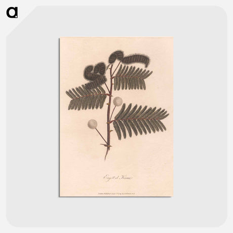 アートポストカード-Ergett el Krome
 - ジェームス ヒース Postcard.