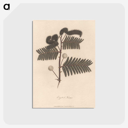 Ergett el Krome
 - ジェームス ヒース Postcard.