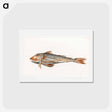 アートポストカード-Fish - ジャン ベルナール Postcard.