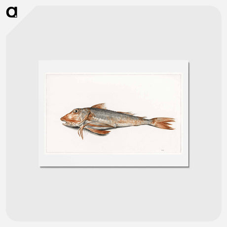 アートポストカード-Fish - ジャン ベルナール Postcard.