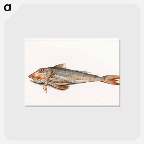 アートポストカード-Fish - ジャン ベルナール Postcard.