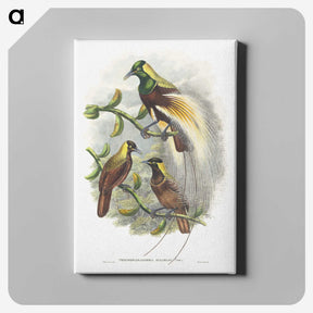 1-59_John-Gould_canvas