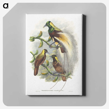 1-59_John-Gould_canvas