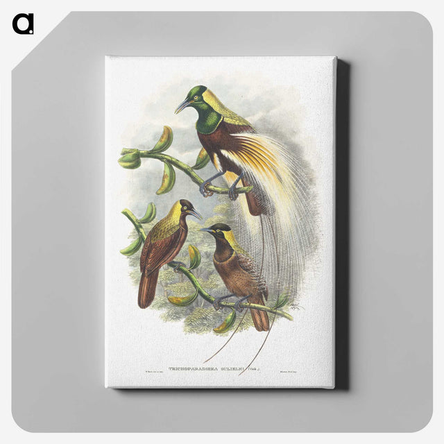1-59_John-Gould_canvas