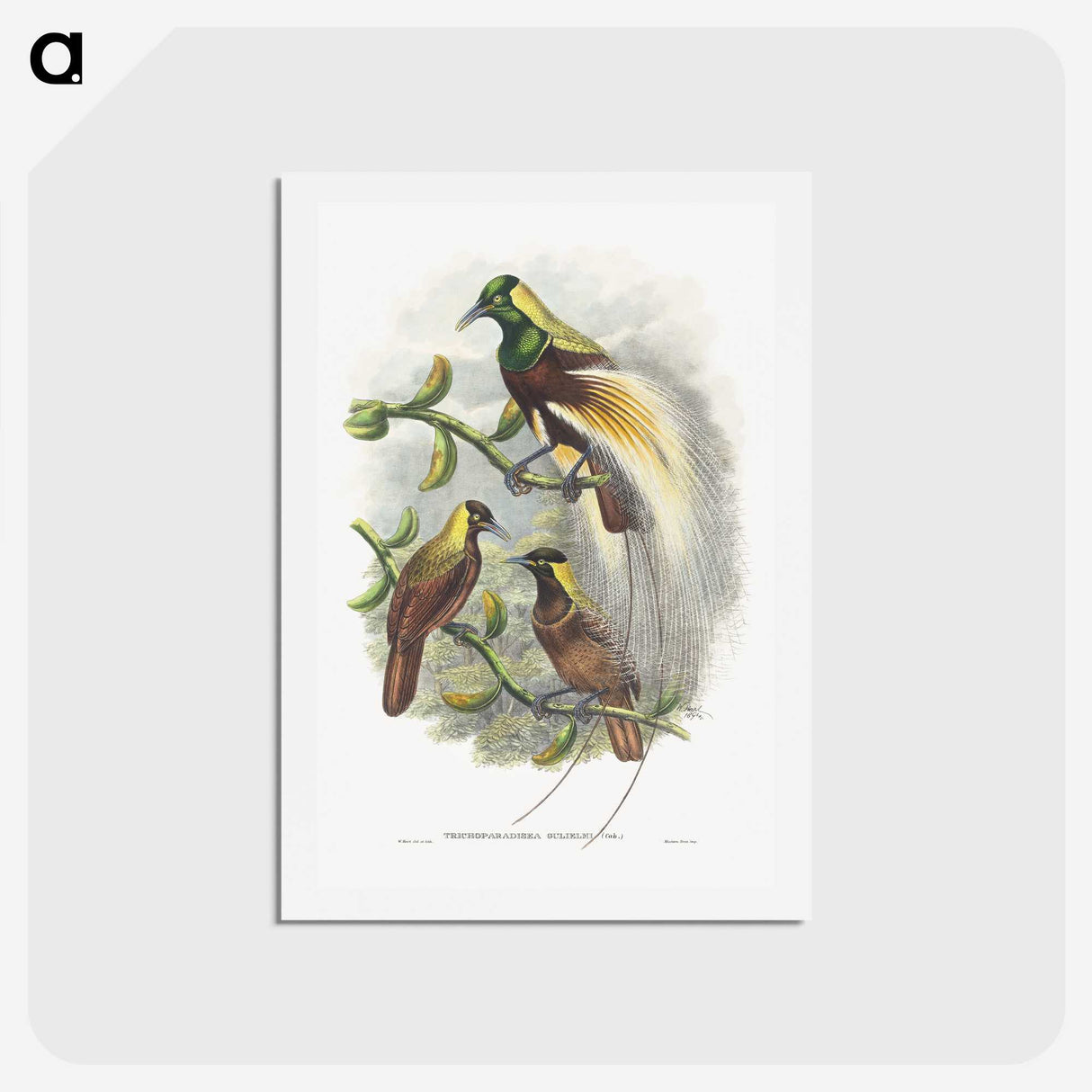 1-59_John-Gould_hagaki