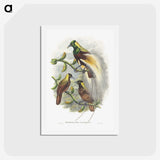 1-59_John-Gould_hagaki
