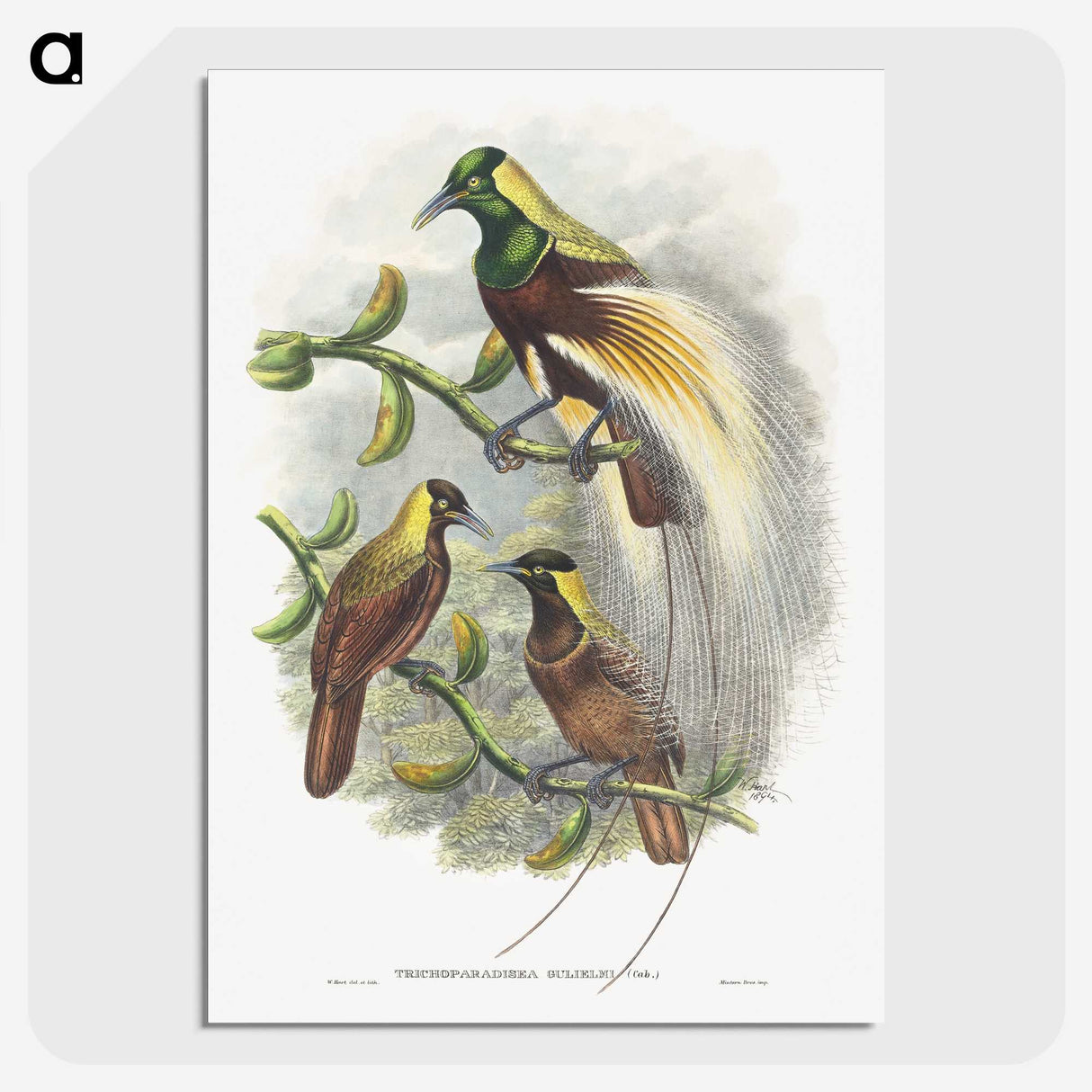 1-59_John-Gould_picture-crop