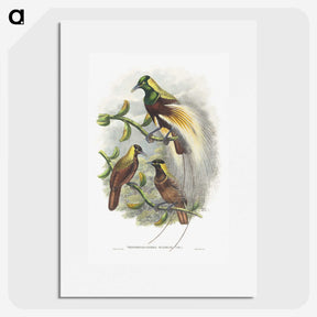 1-59_John-Gould_picture