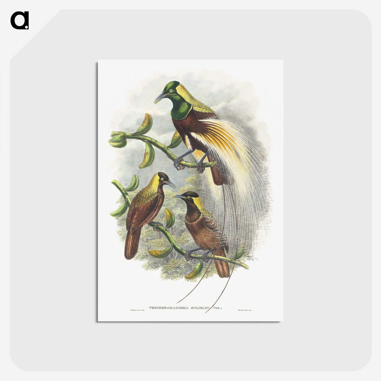 1-59_John-Gould_postcard