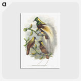 1-59_John-Gould_postcard