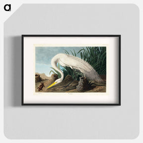 アートポスター-White Heron
 - ジョン ジェームス オーデュボン Poster.