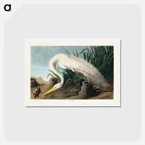 アートポストカード-White Heron
 - ジョン ジェームス オーデュボン Postcard.