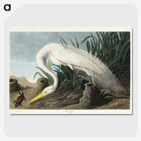 1-59_John-James-Audubon_picture-crop