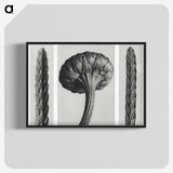 1-59_Karl-Blossfeldt_blk-crop