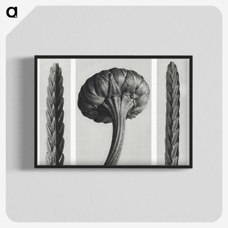 1-59_Karl-Blossfeldt_blk-crop